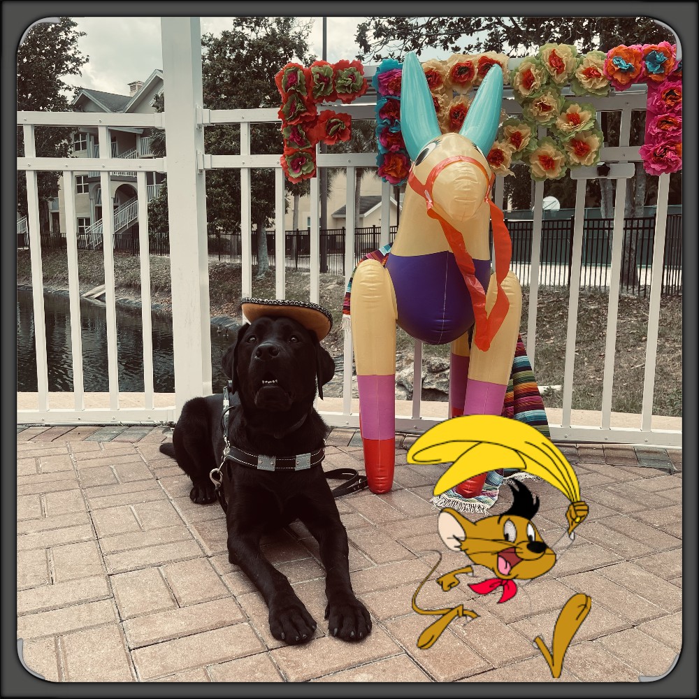 Ace posed for picture with a donkey