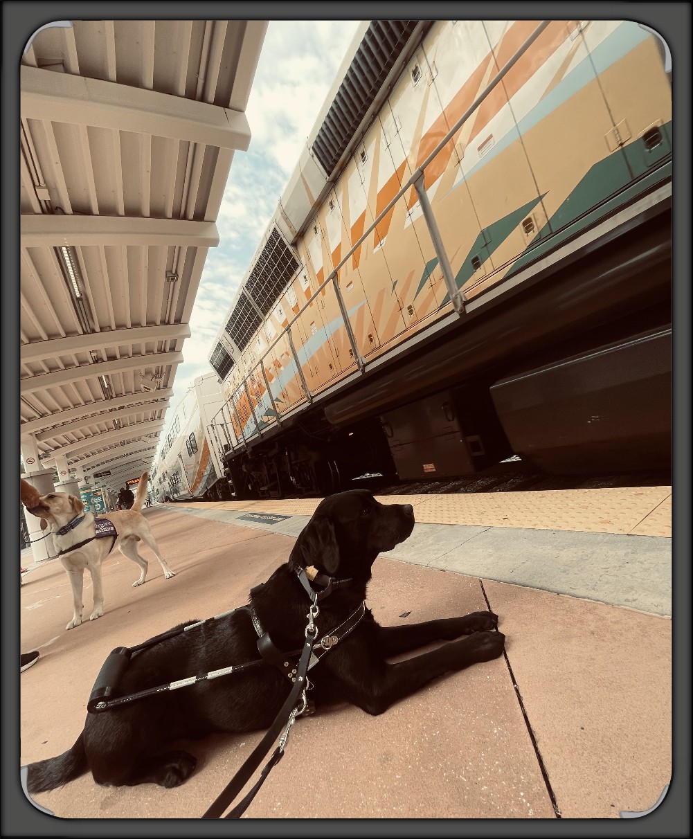 Ace sat on a train platform as the train breezes by