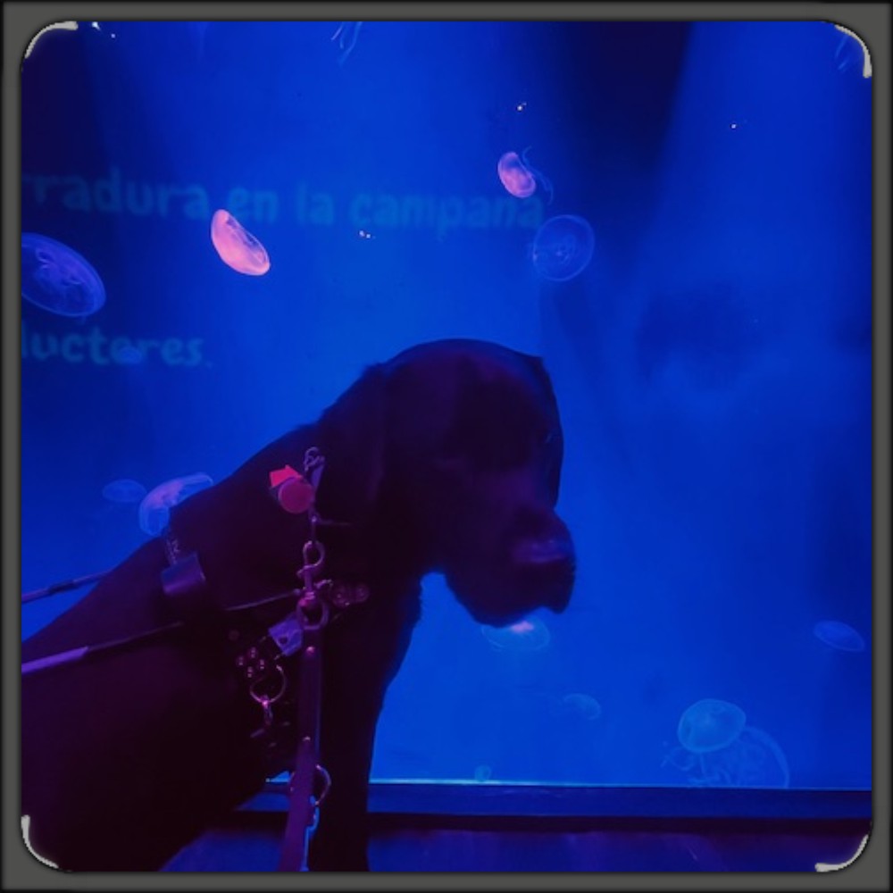 Ace posed for picture by glass aquarium tank